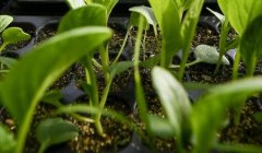 土壤重金屬測定儀有效保障耕地質量