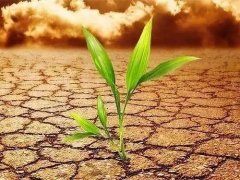 測土配方施肥儀得到廣泛應用