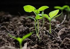 肥料養分檢測儀改良土壤理化性質
